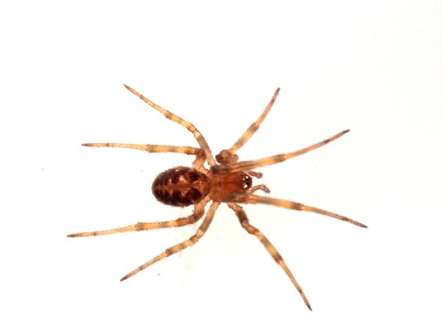 Bianco e nero: Steatoda triangulosa - Lunigiana (MS)